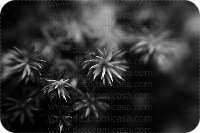 Fotografía flores blanco y negro 

 ref:0002