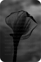 Fotografía flores blanco y negro 

 ref:0005