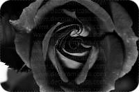 Fotografía flores blanco y negro 

 ref:0007