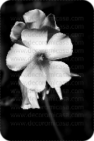 Fotografía flores blanco y negro 

 ref:0008