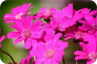 Fotografía flores color 

 ref:0008